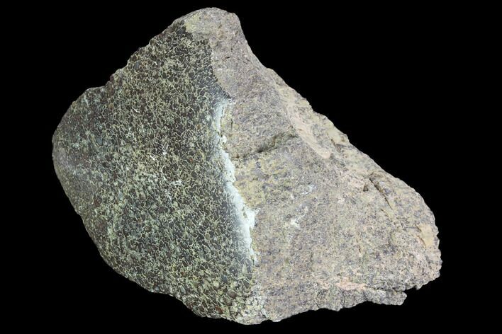 Polished Dinosaur Bone (Gembone) Section - Utah #96435